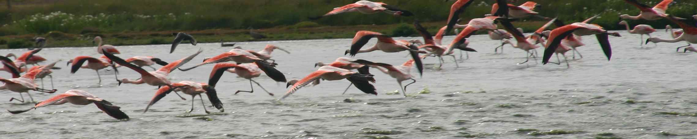 Flamingos at El Calafate Argentina