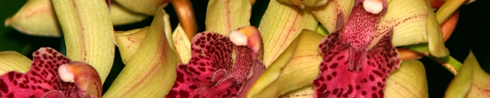 Pink Phaleopsis orchids for masthead